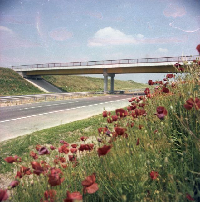 Pipacsok az épülő autópálya szélén - Dokumentációs Központ/Fotótár/UVATERV gyűjtemény